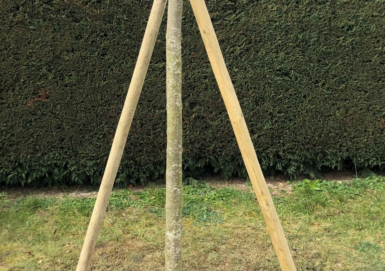 Mise en place de copeaux de bois au pied de l'arbre afin de garder l'humidité et la fraicheur