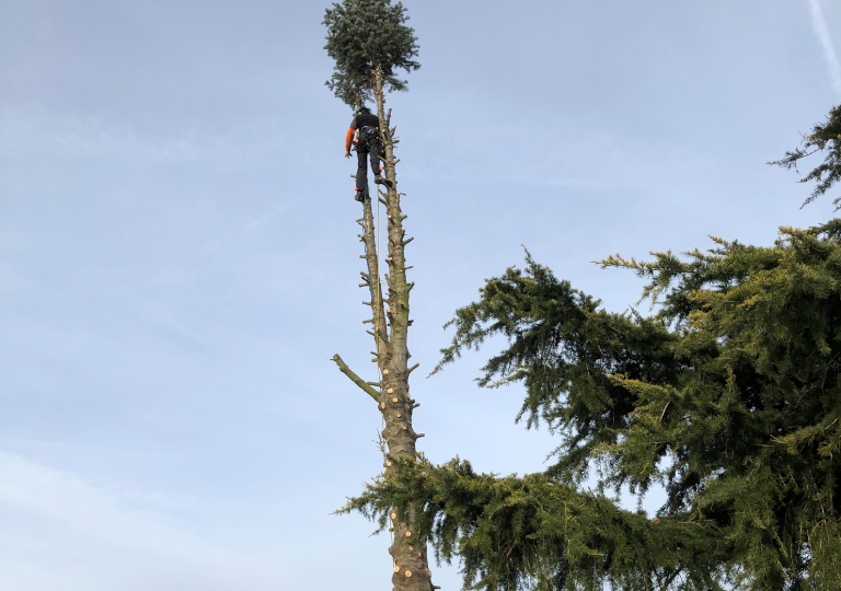 Abattage d'un abies concolor à Ecotay L'Olme (après)