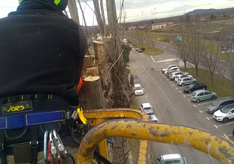 Abattage d'un peuplier d’Italie sur Montbrison