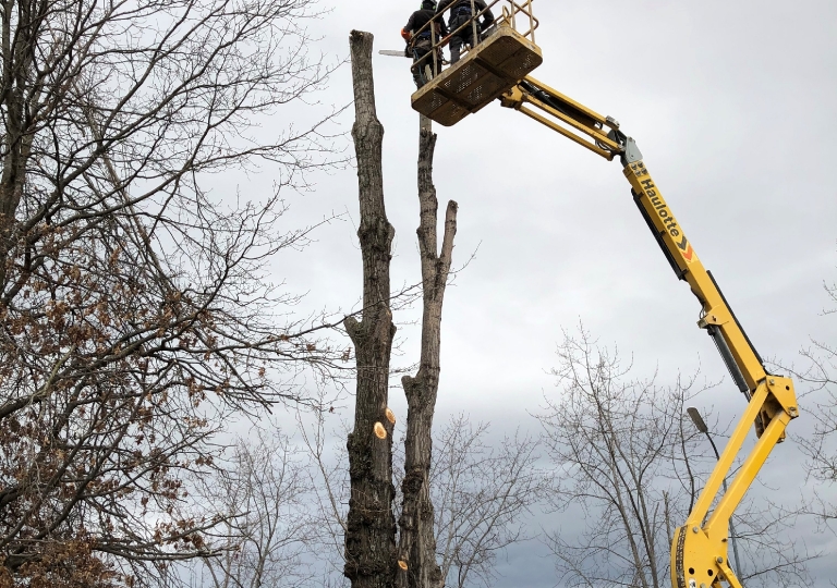 Abattage d'un peuplier d’Italie sur Montbrison