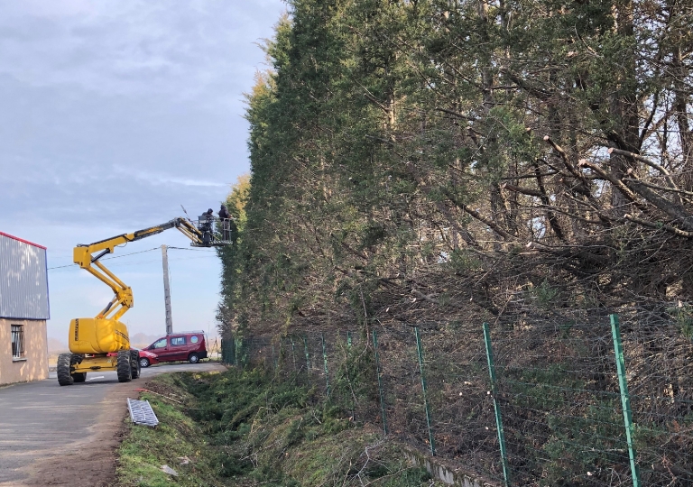 Taille de formation d'une haie de cyprès sur St Romain Le Puy