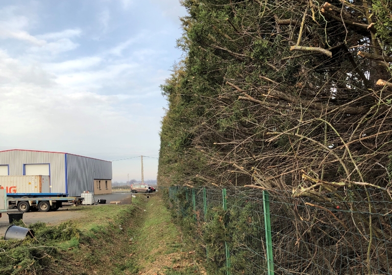 Taille de formation d'une haie de cyprès sur St Romain Le Puy (après)