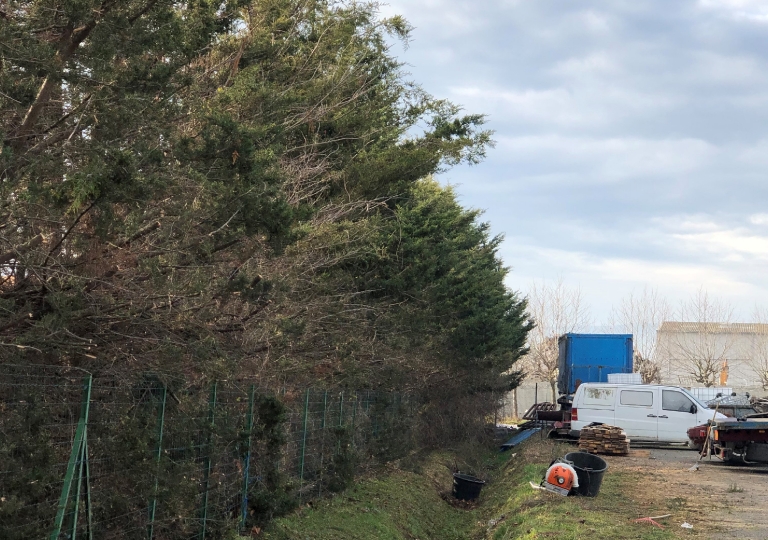 Taille de formation d'une haie de cyprès sur St Romain Le Puy (avant)