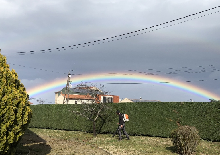 Taille de haie de thuyas à Montbrison